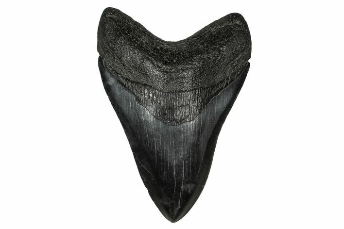 Serrated, Fossil Megalodon Tooth - South Carolina #340289